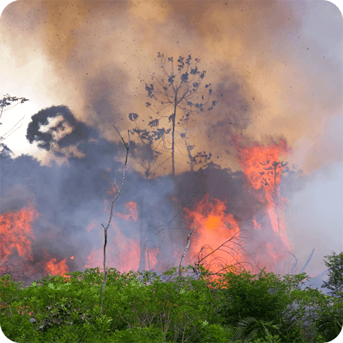 Brennender Amazonas Wald