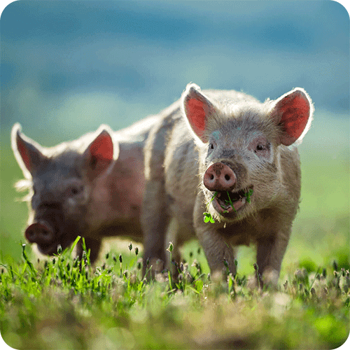 Schweine im Gras